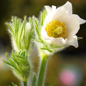Прострел "Pinwheel White"