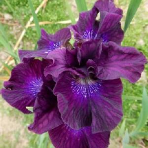 Ирис сибирский "Purplelicious"