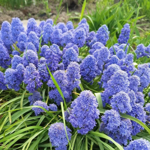 Мускари армянский "Blue Spike"