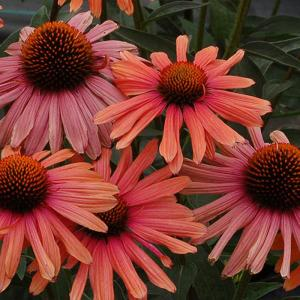 Эхинацея пурпурная "Mamma Mia"