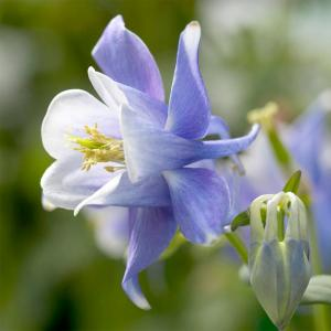 Аквилегия "Spring Magic Blue And White"