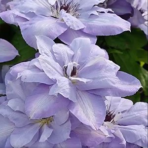 Клематис "Blue Cotillion"