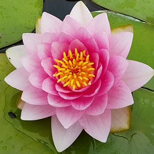 Нимфея "Fabiola"