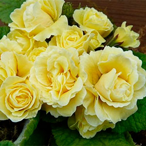 Примула "Bonheur"