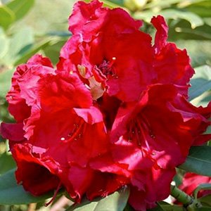 Рододендрон гибридный "Red Jack"