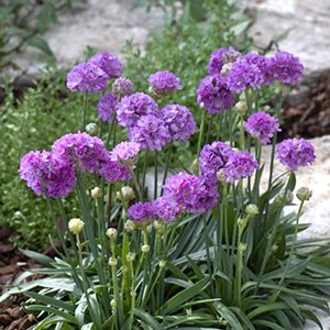 Армерия красивая "Ballerina Purple"