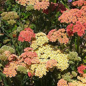Тысячелистник обыкновенный "Summer Pastels"