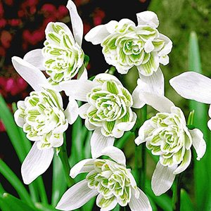 Галантус "Flore Pleno"
