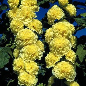 Мальва розовая "Chaters Double Yellow"
