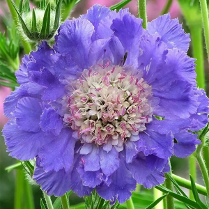 Скабиоза кавказская "Fama Deep Blue"
