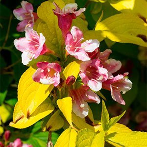 Вейгела "Looymansii Aurea"
