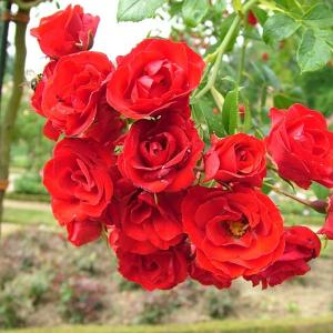 Роза "Scarlet Meillandecor"