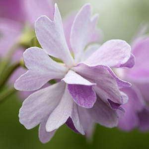 Примула Зибольда "Koharu Biyori"