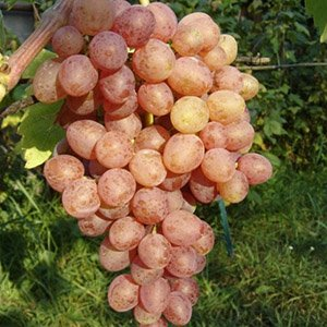 Виноград кишмиш "Находка"
