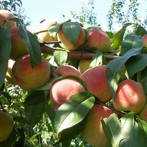 Персик "Vine Gold"