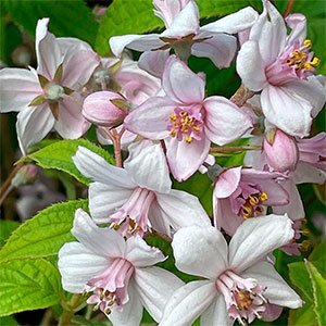 Дейция гибридная "Mont Rose"
