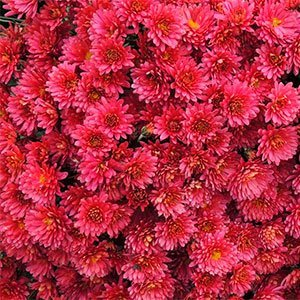 Хризантема мультифлора "Sunbeam Red"