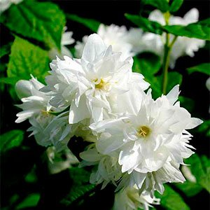 Чубушник "Dame Blanche"