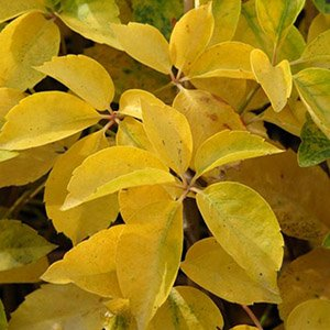 Виноград девичий "Yellow Wall"