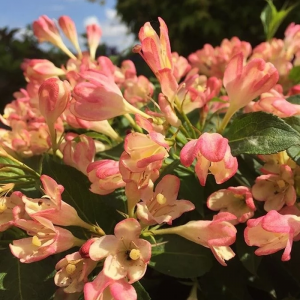 Вейгела "All Summer Peach"