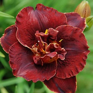 Лилейник "Burgundy Love"