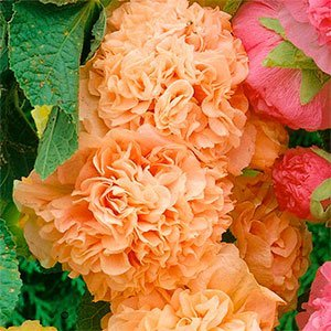 Мальва розовая "Chaters Double Apricot"