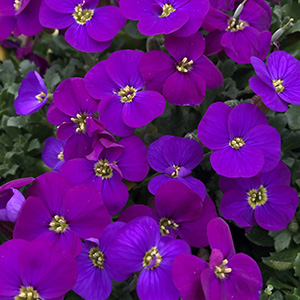 Обриета "Audrey Purple Shades"