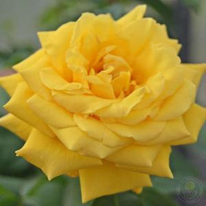 Роза "Goldstern"