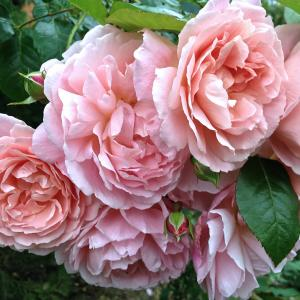 Роза "Strawberry Hill"