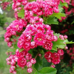 Боярышник колючий "Paul`s Scarlet"