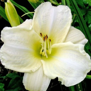 Лилейник "White Temptation"