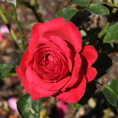 Роза "Alec's Red"
