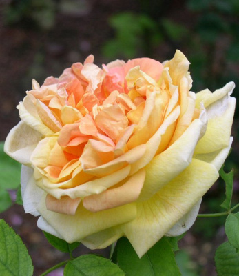 Шиповник (роза) сортовой "Soleil d'Or"