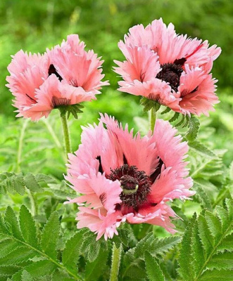 Мак "Pink Ruffles"