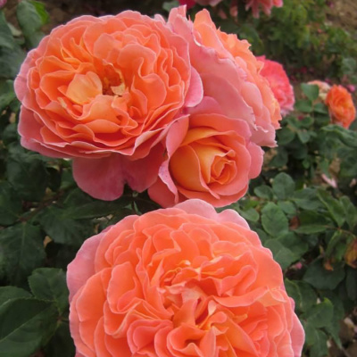 Роза "Rene Goscinny"