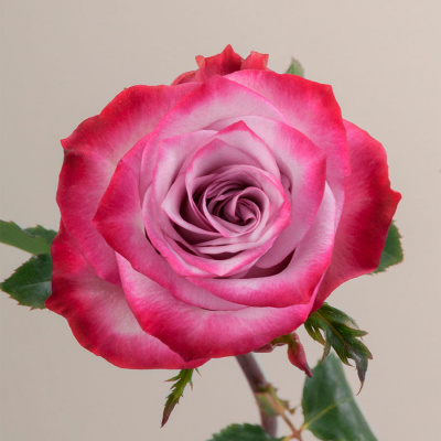 Роза "Deep Purple"