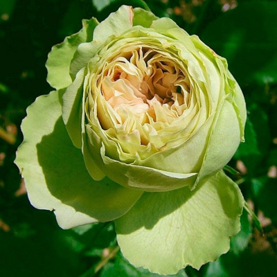 Роза "Lovely Green"