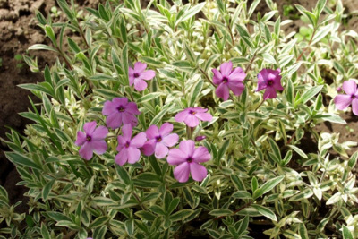 Флокс полегающий "Variegata"