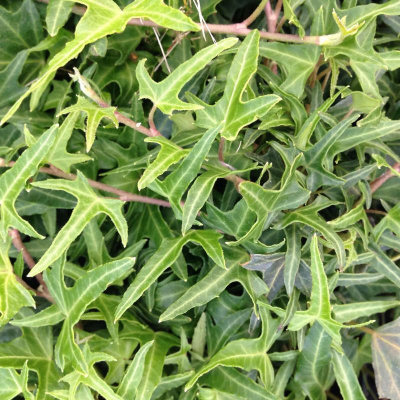 Плющ обыкновенный "Saggitifolia"