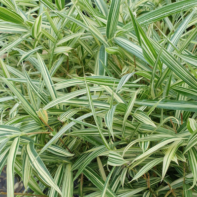 Плейобластус форчуна "Variegata"