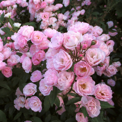 Роза "Heavenly Pink"