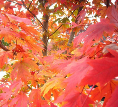 Клен красный "October Glory"