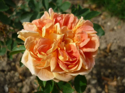 Шиповник (роза) сортовой "Soleil d'Or"