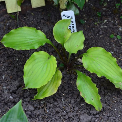 Хоста "Valley's Lemon Squash"