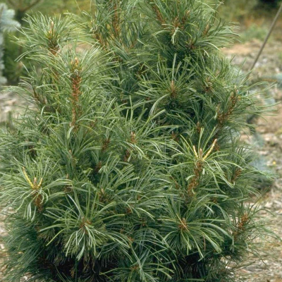 Кедровый стланик "Chlorocarpa"