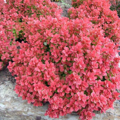 Барбарис тунберга "Ruby Star"