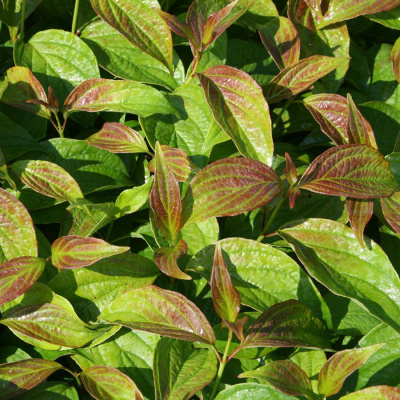 Дерен белый "Kesselringii"