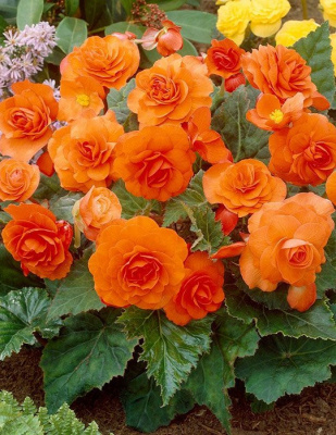 Бегония "Orange"