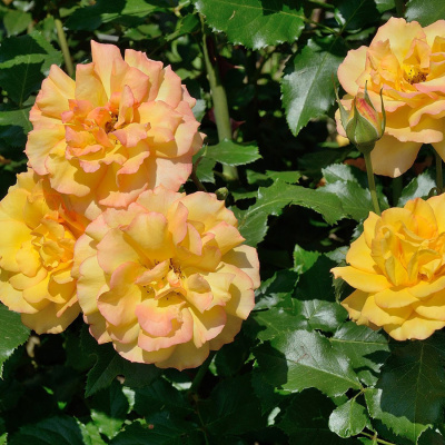 Роза "Sahara"