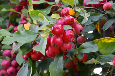 Яблоня декоративная "Red Jade"
